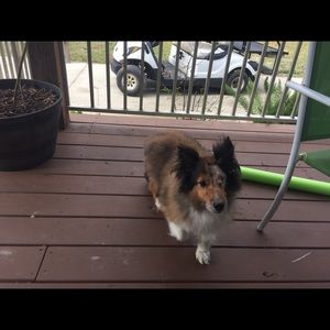 Meet your Posher, Sharon